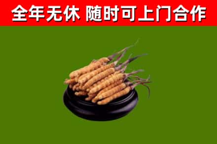 叶市烟酒回收冬虫夏草.jpg